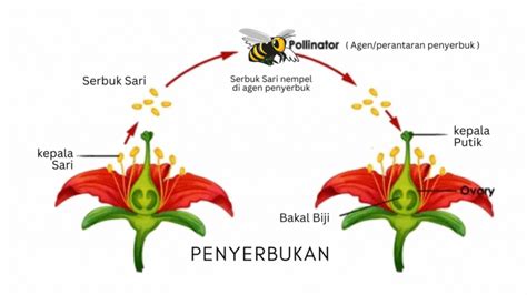 Gambar ilustrasi Proses Penyerbukan