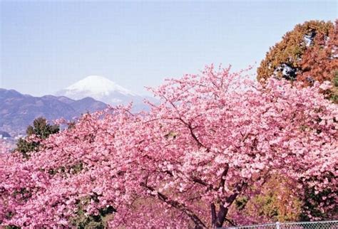 Bunga Sakura Di Bogor