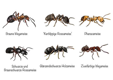 Ameisenarten