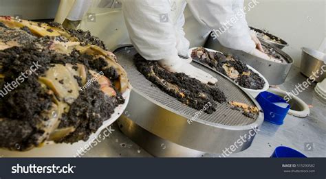 caviar processing