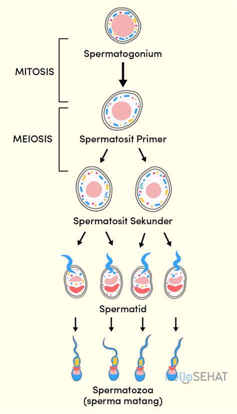 Pada Proses Spermatogenesis Pengurangan Jumlah Kromosom Terjadi pada Saat…