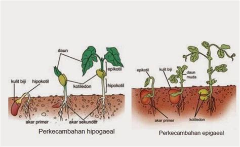 Perkecambahan yang Meninggalkan Kotiledon di dalam Tanah Terjadi Karena