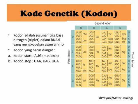 Kodon Adalah: Apa Itu, Fungsi, dan Peran dalam Genetika?