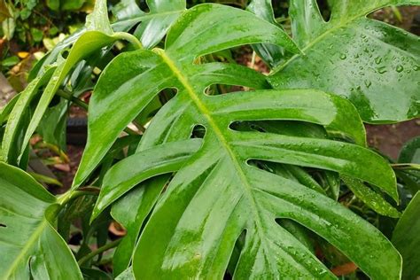 Daun Naga (Epiphyllum oxypetalum)