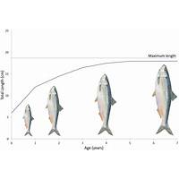 Tracking Fish Growth Rates