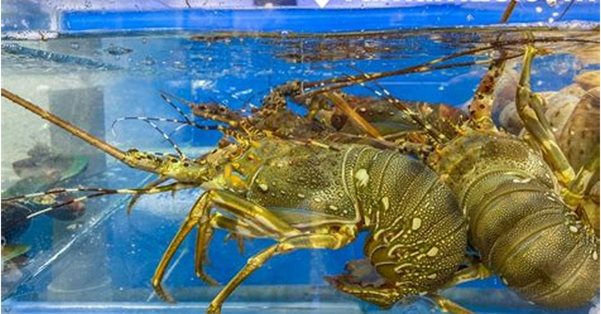 Cara Beternak Udang Lobster Air Tawar di Indonesia