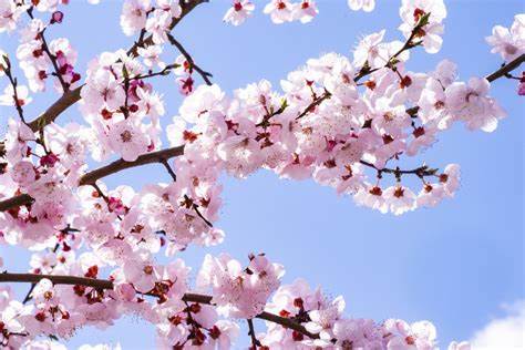 Sakura Nama Jepang Panjang