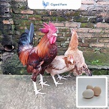 Harga Telur Ayam Untuk Ditetaskan di Indonesia: Berapa dan Apa yang Perlu Diketahui?