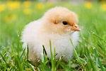 Baby Chick Wallpapers - Top Free Baby Chick Backgrounds - WallpaperAccess