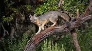 Foxes in Virginia: Types and Where They Live - AZ Animals