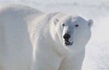 Osos polares y pardos: dos especies distintas con un pasado entrelazado ...