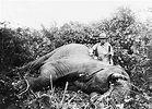 File:Roosevelt safari elephant.jpg - Wikipedia
