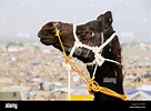 Black camel at pushkar fair ; Rajasthan ; India Stock Photo - Alamy
