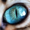 Mesmerizing Macro Photos Highlight Colorful Details of Cat Eyes | Eye ...