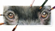 How To Draw Dog's Eyes with Coloured Pencil | Drawing Tutorial - YouTube