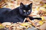 Journée internationale du chat noir : 13 magnifiques raisons d ...