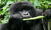Alimentación de los gorilas
