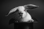 How to Pull a Rabbit Out of Your Hat - Mark Miller
