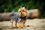 Yorkshire Terrier | Características y personalidad de la raza de perro ...