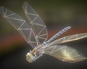 dragonfly 01 3d model