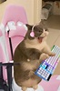 Cat gamer | Gato gamer, Fotos divertidas de gatos, Imágenes divertidas ...