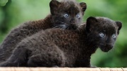 Black Panther Cub Wallpapers - Top Free Black Panther Cub Backgrounds ...