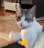 Pin de Josh Chuks en Cat memes | Fotos de minino, Gatitos divertidos ...