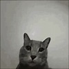 Gato Dedo Del Medio Gato GIF - Gato Dedo Del Medio Gato Omlet ...