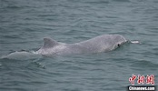 廣西北部灣保護區中華白海豚種群穩定壯大 - 每日頭條