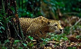 El jaguar potosino, una especie en peligro de extinción – El Heraldo de ...