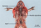 Une dissection du système nerveux de la grenouille.