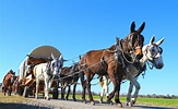 Old Fashioned Wagon Train Riding Slowly Toward The New Year (Gallery ...