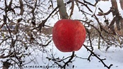 Apples On The Snow ️ Manzanas En La Nieve 🌨 Asi Quedaron Los Arboles De ...