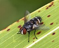 Macro Close Up of a fly image - Free stock photo - Public Domain photo ...