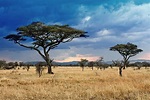 Climate - Grassland Safari