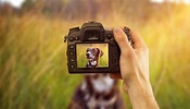 Hundefotografie – 5 Tipps für tolle Fotos | RINTI