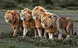 Emperors of the savannah. Four male lions form a strong pride in ...