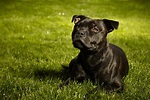 Staffordshire Bull Terrier: carattere, standard e 10 cose da sapere ...