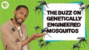 Can Genetically Engineered Mosquitoes Help Fight Disease? | Above the ...