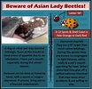 Check your #dog’s mouth for Asian lady beetles also known as Harmonia ...