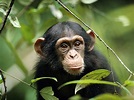 Free photo: Photography of Chimpanzee - Animal, Mammal, Wildlife - Free ...