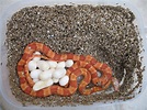 Das Schlangenei – Wikipedia