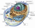 Animal And Plant Cell Diagram Hd Structure : Functions and Diagram
