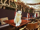 Info Terkini 10+ How Does A Cat Cafe Work