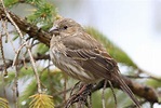 house finch female at Lake Meyer Park IA 2K3A5741 | I hope t… | Flickr
