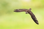 11 Extraordinary Saker Falcon Facts - Fact Animal