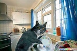 貓咪 洗碗 @ 娛樂生活話題 :: 隨意窩 Xuite日誌
