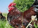 Sussex tricolore ou "porcelaine" poulette 4 mois - Les Vergers de La Galine