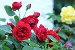 Cómo cuidar las rosas recién plantadas en el jardín ⬅️⬅️⬅️