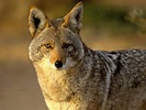 Coyote | Wildlife Info-Photos | The Wildlife